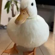 AYAYAYAの画像