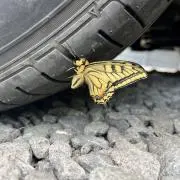 さふぁりの画像