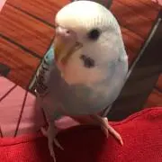 むーちゃん。の画像