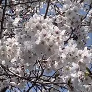 松の画像