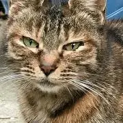がん