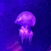 ゆーきの画像