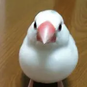 みーこの画像