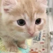 てとての画像