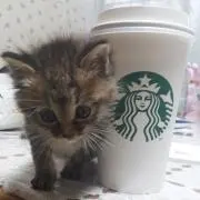 こぼの画像