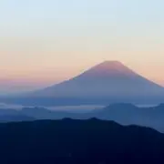 ポポの画像