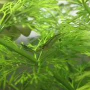 アイスクリン