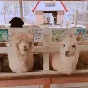 yurikkoの画像