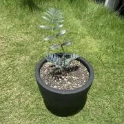 小吉の画像