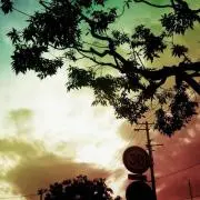 ヒトの画像
