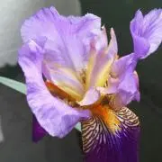 さくや♥の画像