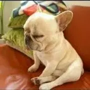 pepe✱の画像