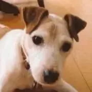 テッチーの画像