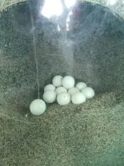 スパイスチキンの画像