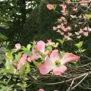 hanamizukiの画像