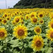 くろすけの画像