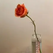 GAOの画像