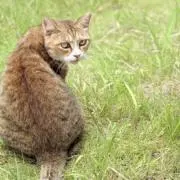 まやの画像