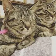 rovinの画像