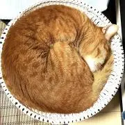 三毛猫のポチの画像