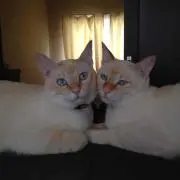 猫mama