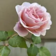 umecoの画像
