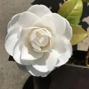 椿