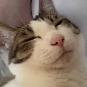 ぷあの画像