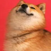 ハチミツの画像
