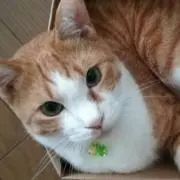 とらちゃん