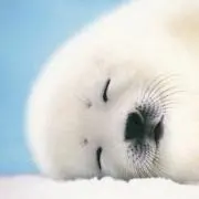 まんたの画像