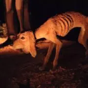 nt.
