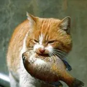 どらねこ
