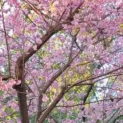 ミィの画像