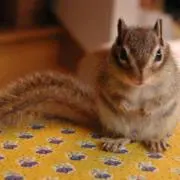 きしまつ