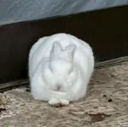 んにの画像