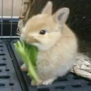 チャック