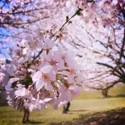 まるあゆみの画像