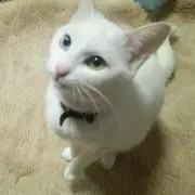 ブラックサレナ プロフ必読