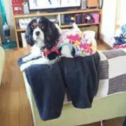 こなつ