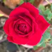 あづま