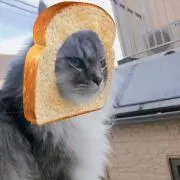 にゃんこの画像