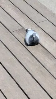 巡り巡ってあなたの元にの画像