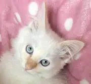 猫ママ
