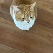 らっこ28の画像