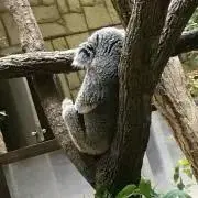 めろんぱんの画像