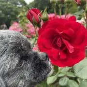 ひろくま