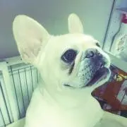 ちみを