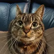 Leyla