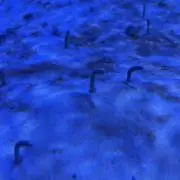 カールの画像